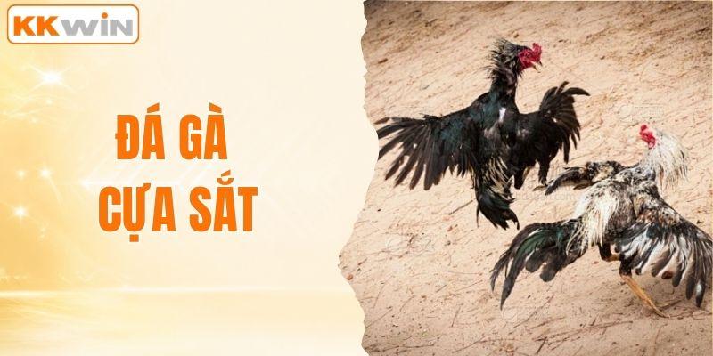Đá gà cựa sắt