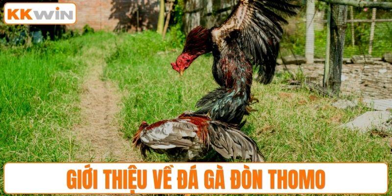 Giới thiệu về đá gà đòn Thomo