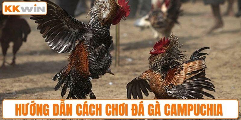 Hướng dẫn cách chơi đá gà Campuchia