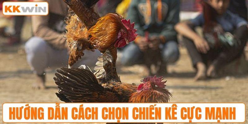 Hướng dẫn cách chọn chiến kê cực mạnh