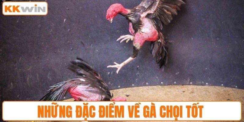 Những đặc điểm về gà chọi tốt 