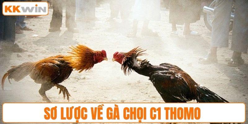 Sơ lược về gà chọi C1 Thomo 